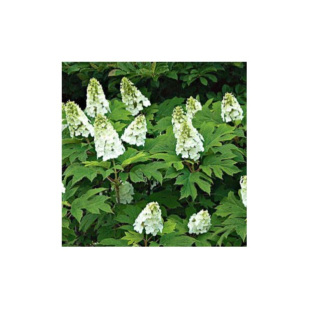 Hydrangea quercifolia snow queen