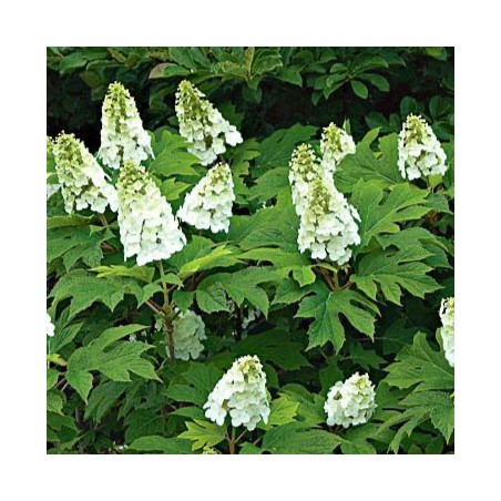 Hydrangea quercifolia snow queen