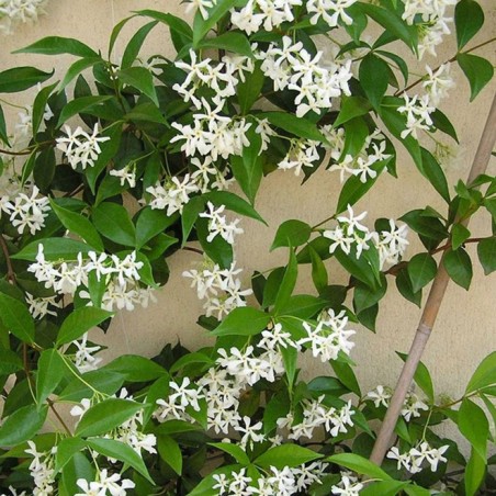 Trachelespermum jasminoides