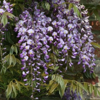 Wisteria floribunda macrobotrys