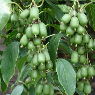 Actinidia issai