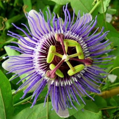 Passiflore purple haze