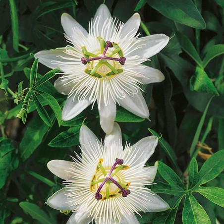 Passiflore Constance Elliot