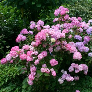 Hydrangea serrata preziosa