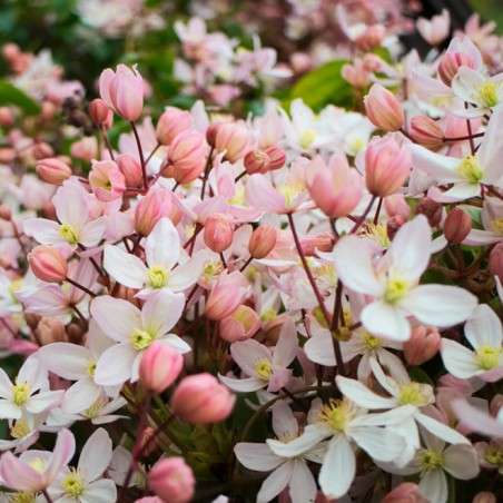 Clematite armandii apple blossom
