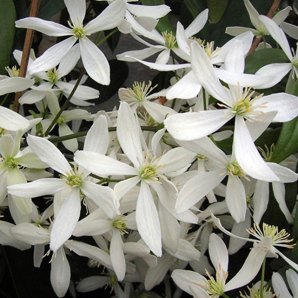 Clematite armandii snowdrift