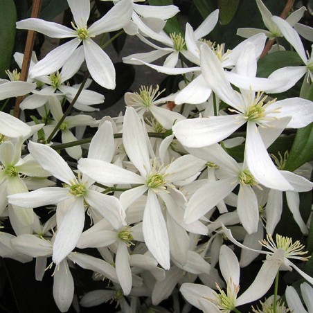 Clematite armandii snowdrift