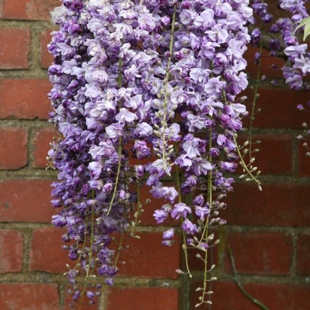 Wisteria floribunda black dragon