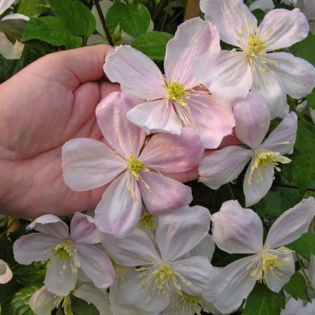 Clematite Montana giant star