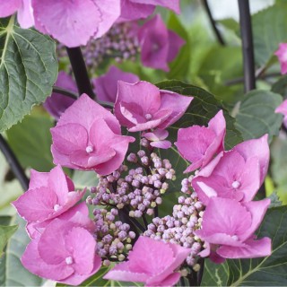 Hydrangea macrophylla Zorro