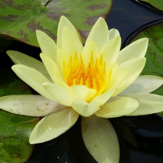 Nymphaea chromatella