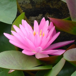 Nymphaea rose aray