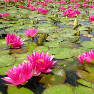 Nymphaea attraction