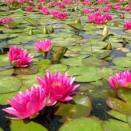 Nymphaea attraction