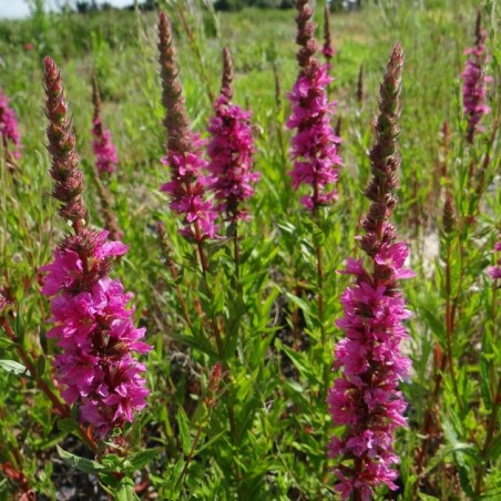 Lythrum salicaria