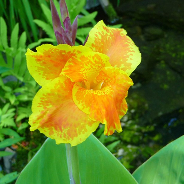 Canna aquatique orange