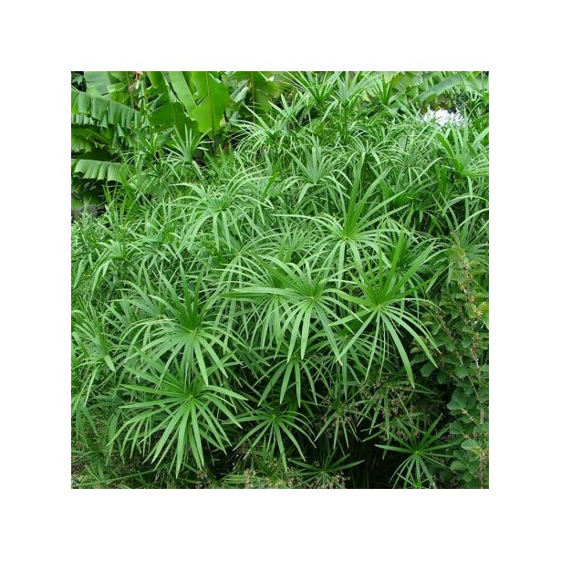 Cyperus Alternifolius