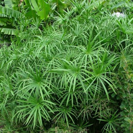 Cyperus Alternifolius