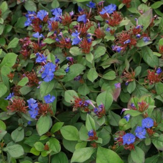 Ceratostigma plumbaginoides