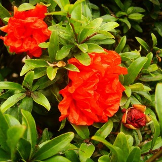 Punica granatum chico