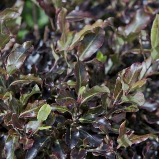 Pittosporum tenui tom thumb