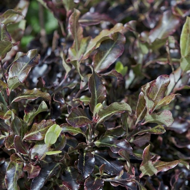 Pittosporum tenui tom thumb