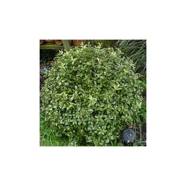 Pittosporum tenifolium golf ball