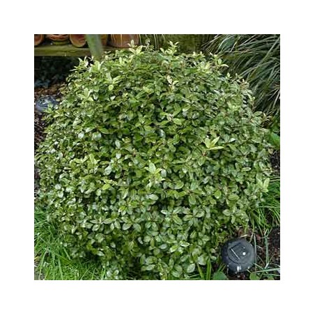 Pittosporum tenifolium golf ball