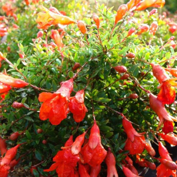 Punica granatum nana gracillissima