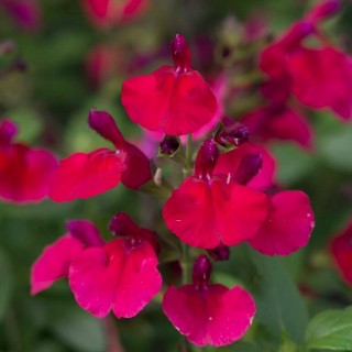 Salvia mirage cherry red