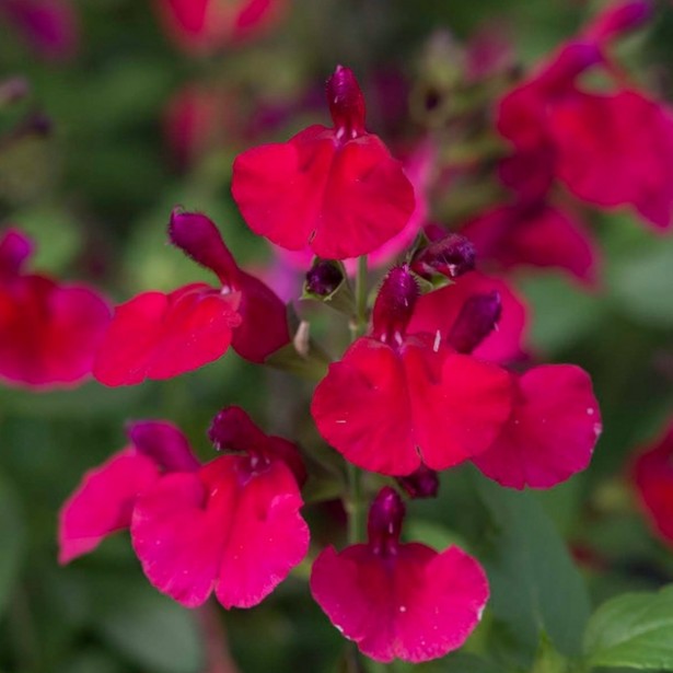 Salvia mirage cherry red