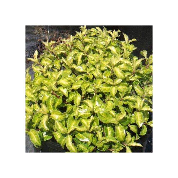 Pittosporum tenui golden ball