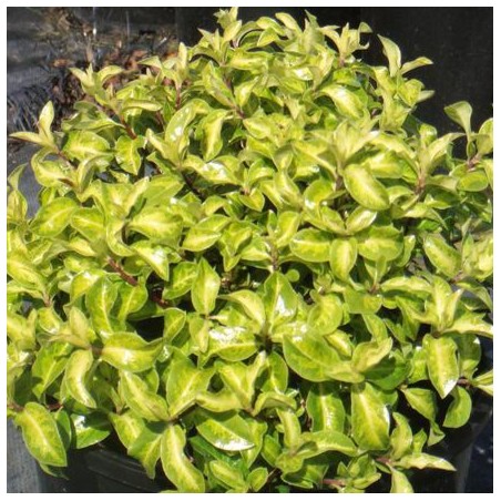 Pittosporum tenui golden ball