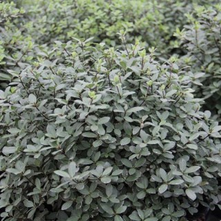 Pittosporum tenui silver ball