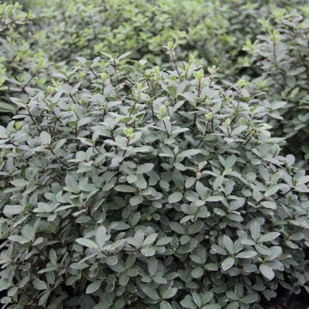 Pittosporum tenui silver ball