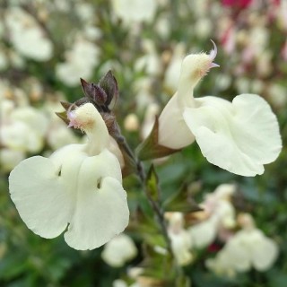 Salvia mirage cream