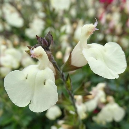 Salvia mirage cream