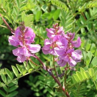 Indigofera gerardiana