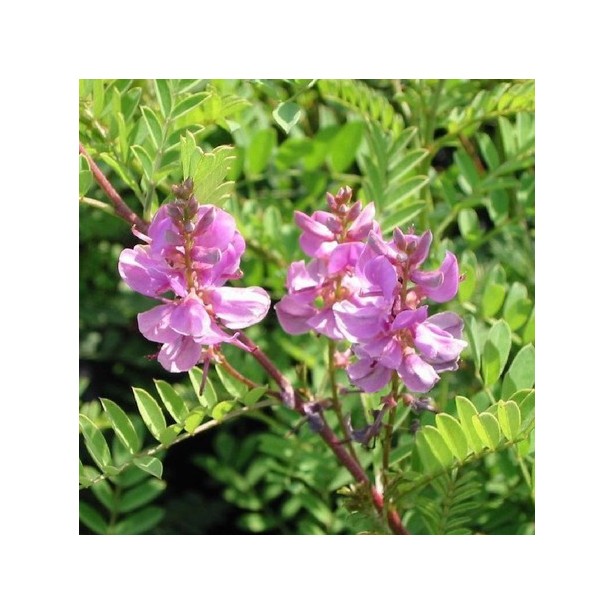 Indigofera gerardiana