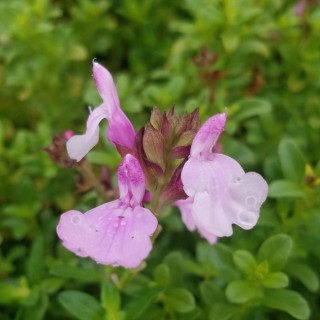 Salvia mirage soft pink