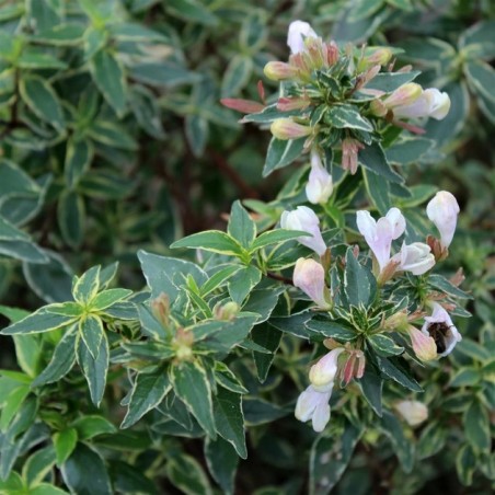 Abelia grandiflora lucky lots