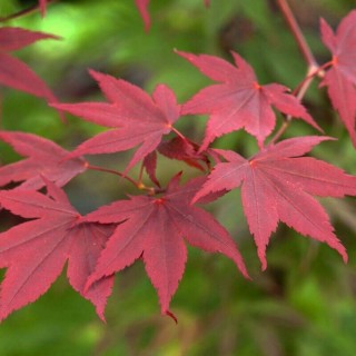 Acer palmatum atropurpureum