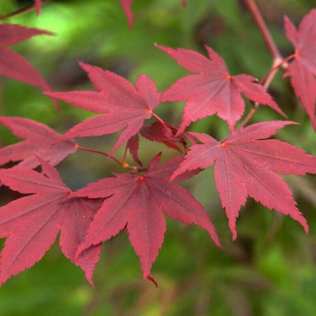 Acer palmatum atropurpureum