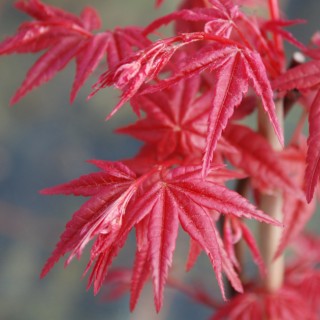 Acer palmatum deshojo