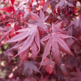Acer palmatum bloodgood
