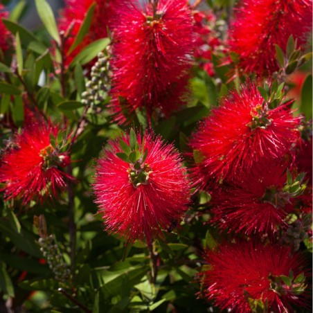 Callistemon laevis