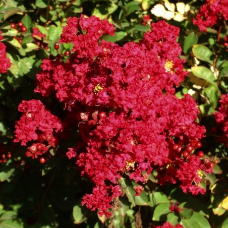 Lagerstroemia indica red imperator