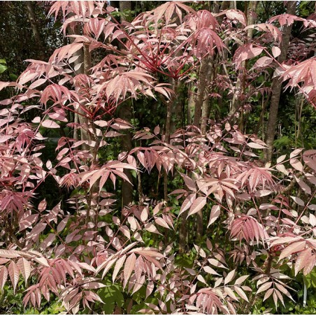 Cedrela chinensis flamingo