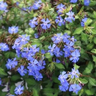 Ceratostigma willmo forest blue