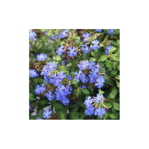Ceratostigma willmo forest blue